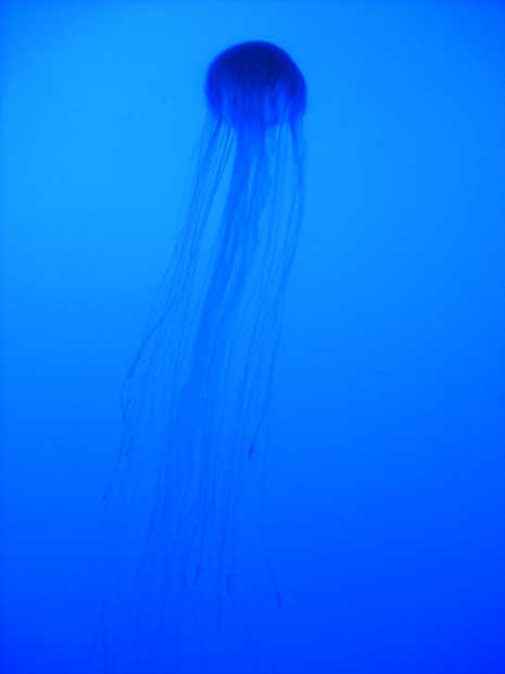 jellyfishblog.jpg