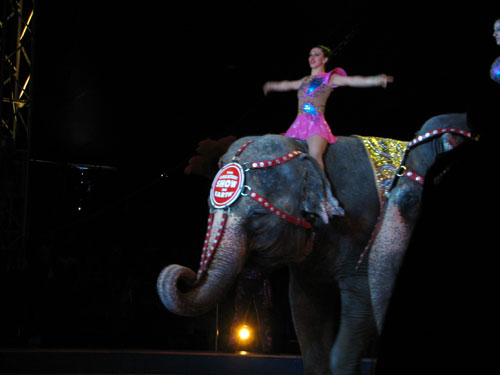 elephant1.jpg
