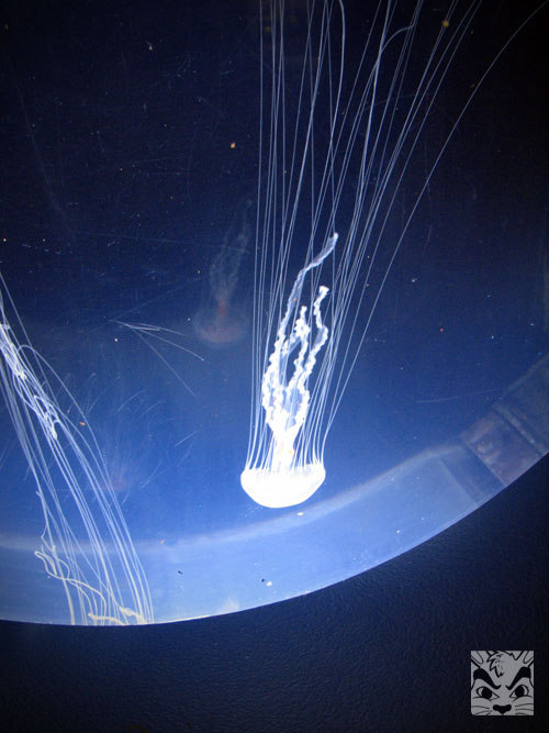 jellyfish3.jpg