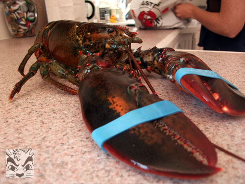 lobster.jpg