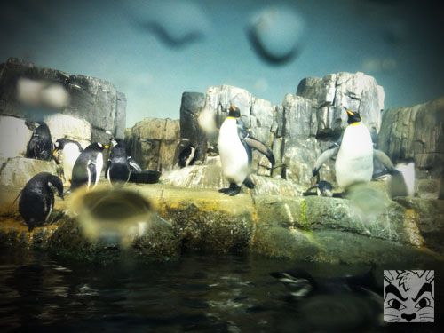 Central Park Zoo penguins