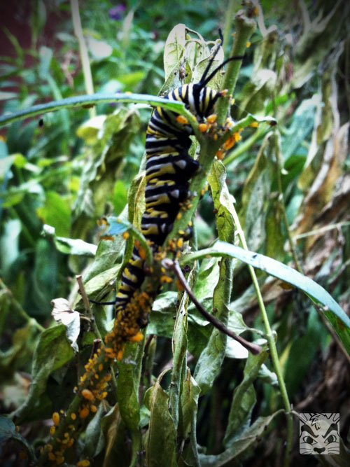 Found this beautiful caterpillar in their yard.